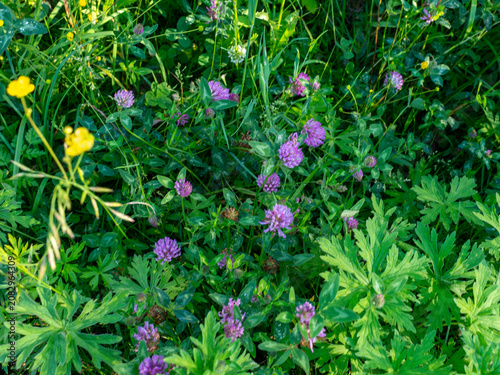 Canvastavla Red clover blossoms and trifoliate leaves grow among meadow grass with visible water drops and a small yellow buttercup flower