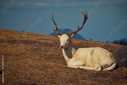 Fotografie A majestic white stag with large, beautiful antlers lying down and resting on a golden grassy hill under a blue sky, capturing a peaceful wildlife moment