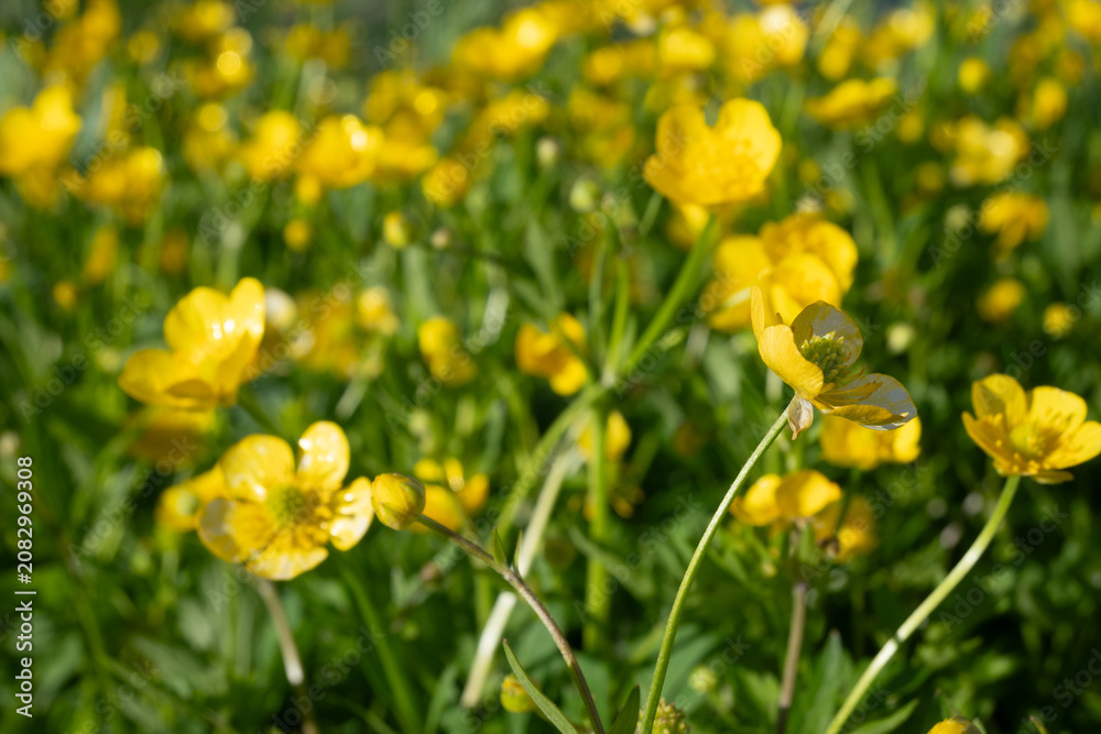 Fototapeta premium Horizontal close-up of a yellow buttercup flower with water drops.