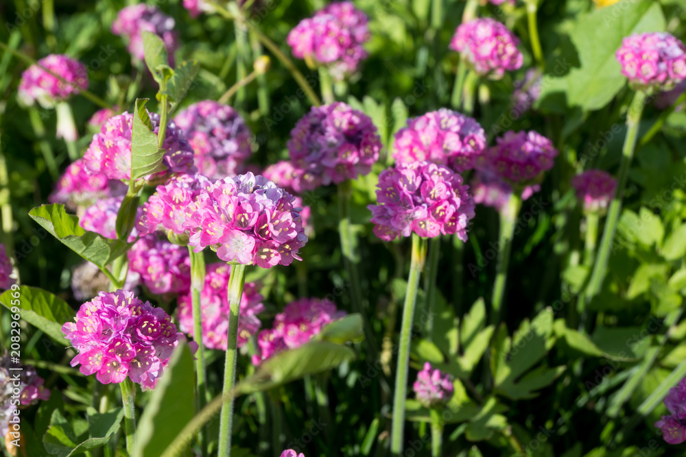 Fototapeta premium Close-up of pink Armeria flowers in full bloom with yellow stamens. Great for spring garden photography, pollinator garden themes, and colorful botanical backgrounds.