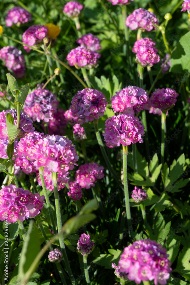 Obraz premium Vertical close-up of pink Armeria flowers with yellow stamens. Great for vertical botanical art, spring garden textures, and delicate floral backgrounds.