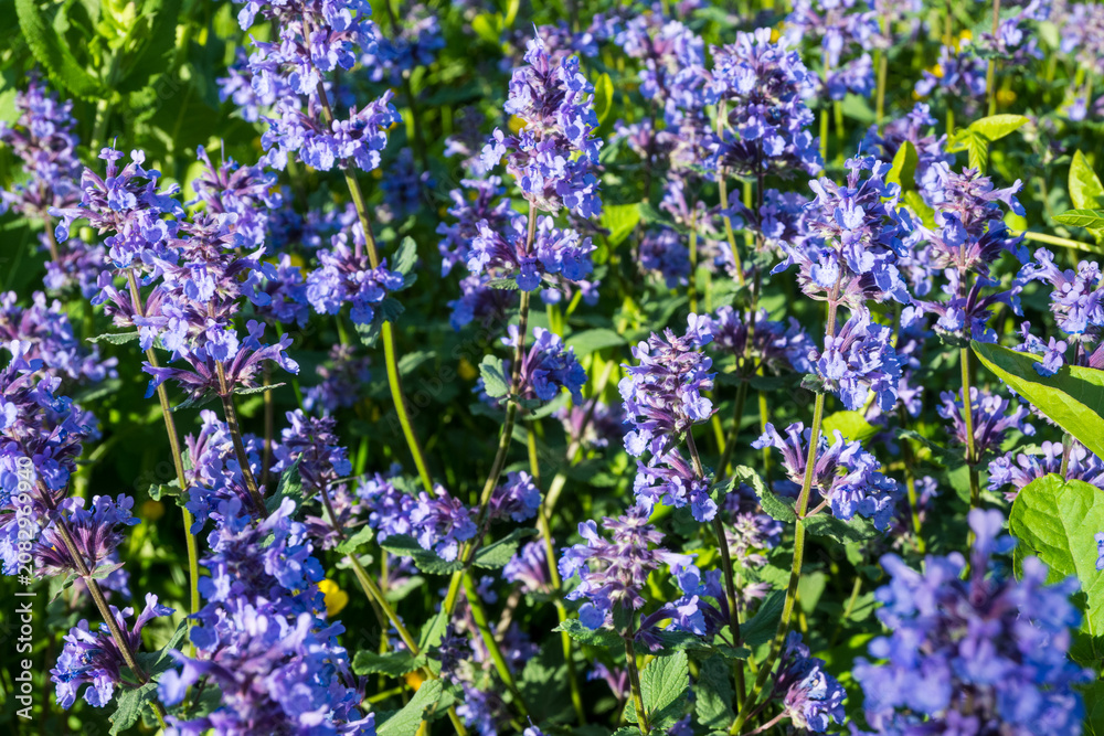 Obraz premium Close-up of a dense patch of purple Nepeta flowers with green leaves. Great for herb garden photography, pollinator garden themes, and colorful botanical backgrounds.
