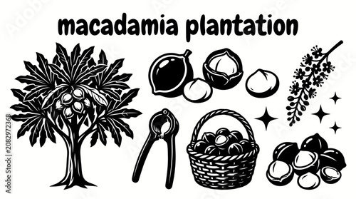 Foto macadamia trees growing across a tropical plantation with fertile farmland harve