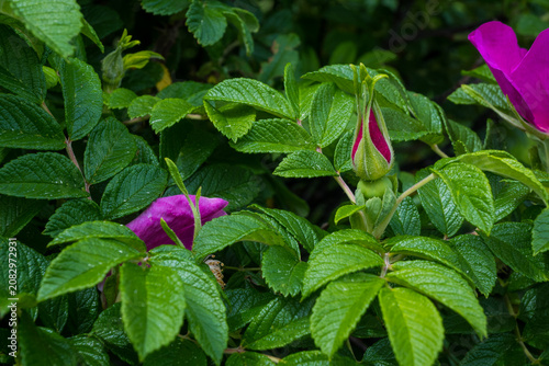 Quadro em tela Close-up of a vibrant wild rose bush featuring a closed pink bud among textured green leaves