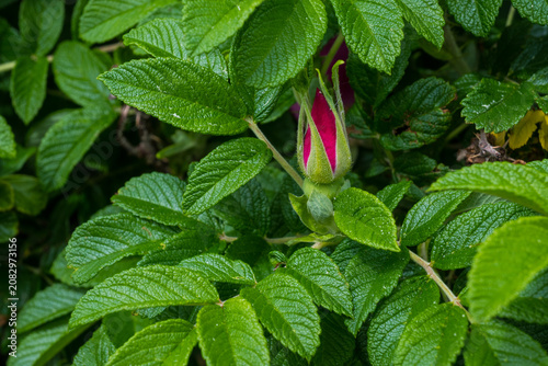 Fotografi Macro view of a closed wild rose bud nestled among vibrant green textured leaves