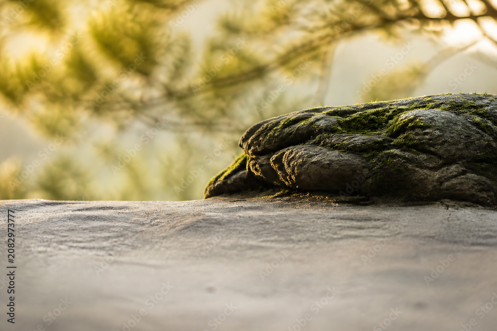 Fototapeta premium A close-up of a mossy rock in the foreground against a blurred, sunlit background of green foliage.