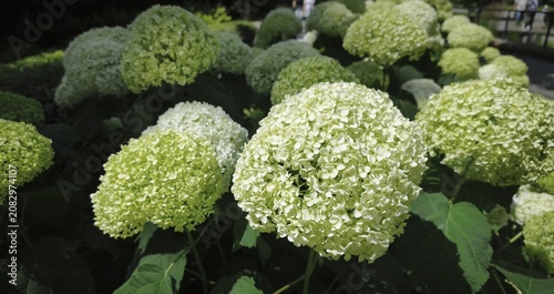 White flowers of the Annabelle tree hydrangea blooming in a summer garden