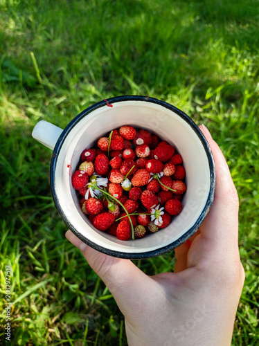 A cup of ripe red wild strawberries held above green grass