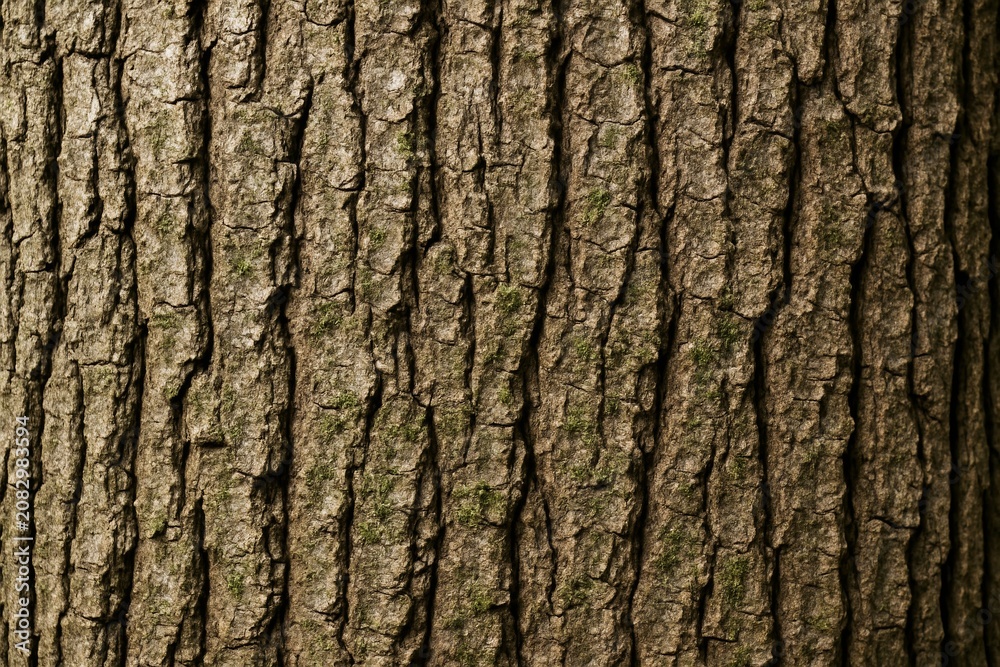 Fototapeta premium Close-up detail of rough tree bark texture with vertical grooves and natural moss accents on a forest plant surface background in warm light. Ai generative