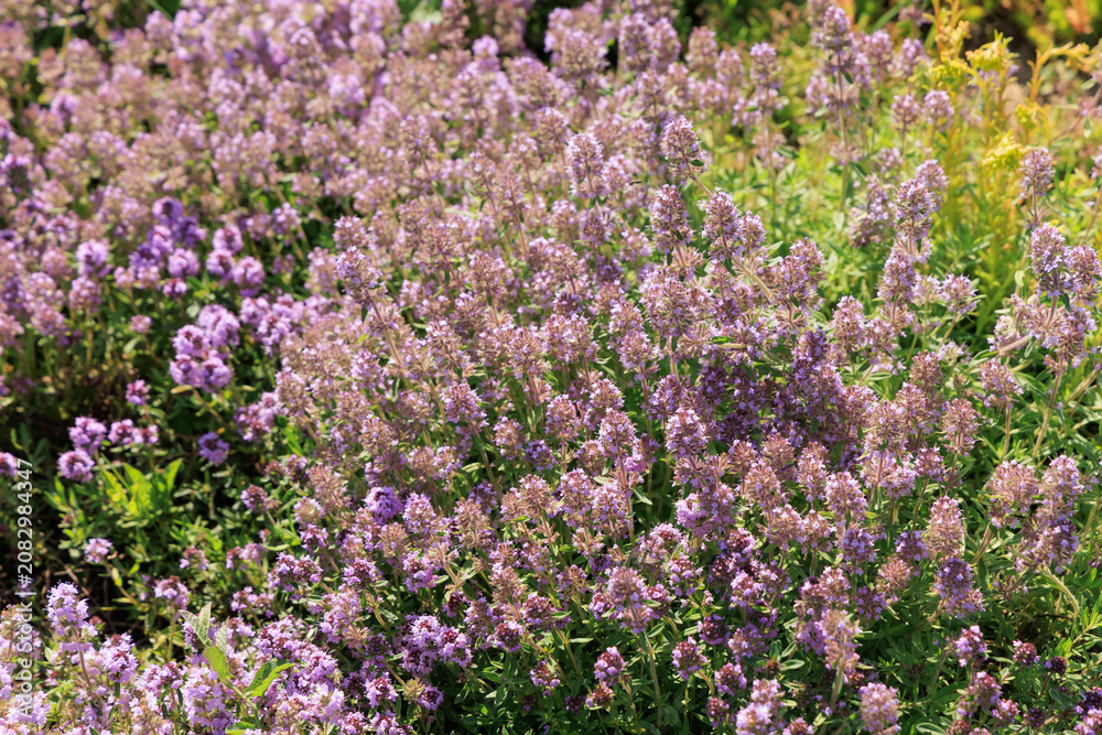 Obraz premium thyme grows in a sunny garden with purple flowers during late spring