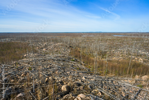 Wide barren forest landscape showing aftermath of wildfire and deforestation under clear blue sky.