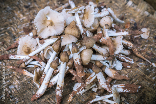 Termite mushrooms are piled together in a bamboo basket.