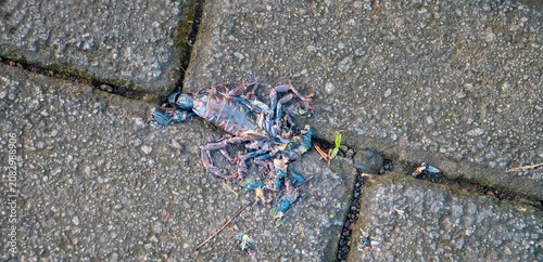 Photos A scorpion squashed on the sidewalk of a tropical city