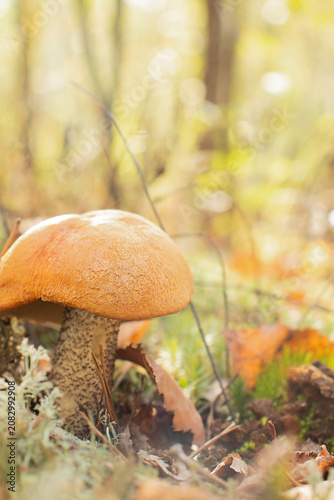 Φωτογραφία Close-up of a forest mushroom red-capped scaber stalk or aspen bolete growing in