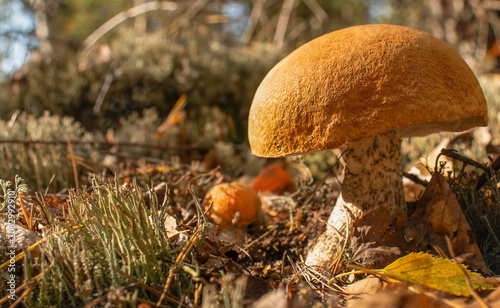 Φωτογραφία Close-up of an orange red-capped scaber stalk mushroom growing in a forest of fa