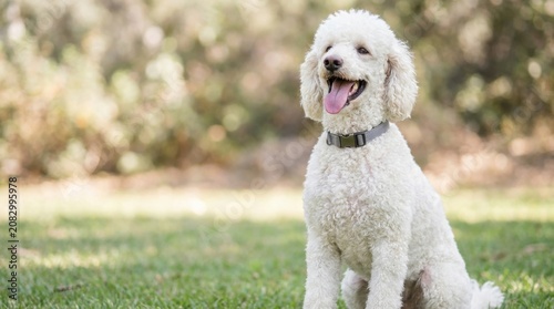 Happy white poodle dog sitting on green grass in a sunny park, smiling with joy.