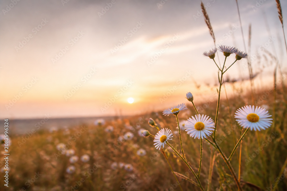 Fototapeta premium Wildflowers and tall grasses are silhouetted against a warm sunset over a landscape.