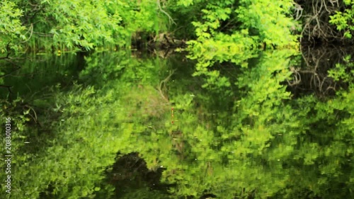 Red and white fishing bobber floating on calm water surface, reflecting vibrant green trees and bushes from bank, tranquil natural environment for outdoor recreation.