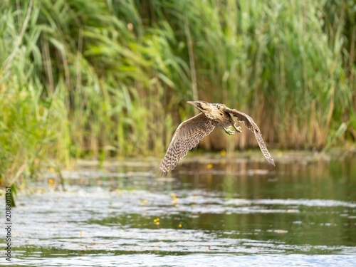 Tableau sur toile eurasian bittern Botaurus stellaris flying over a  wetland environment