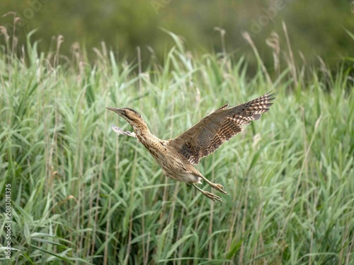 Tableau sur toile eurasian bittern Botaurus stellaris flying over a reeded wetland environment