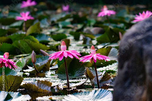 A lotus flower blooms on the pond