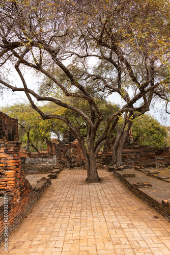 Ancient Temple Ruins with Gnarled Trees Along a Stone-Paved Pathway in Ayutthaya, Thailand