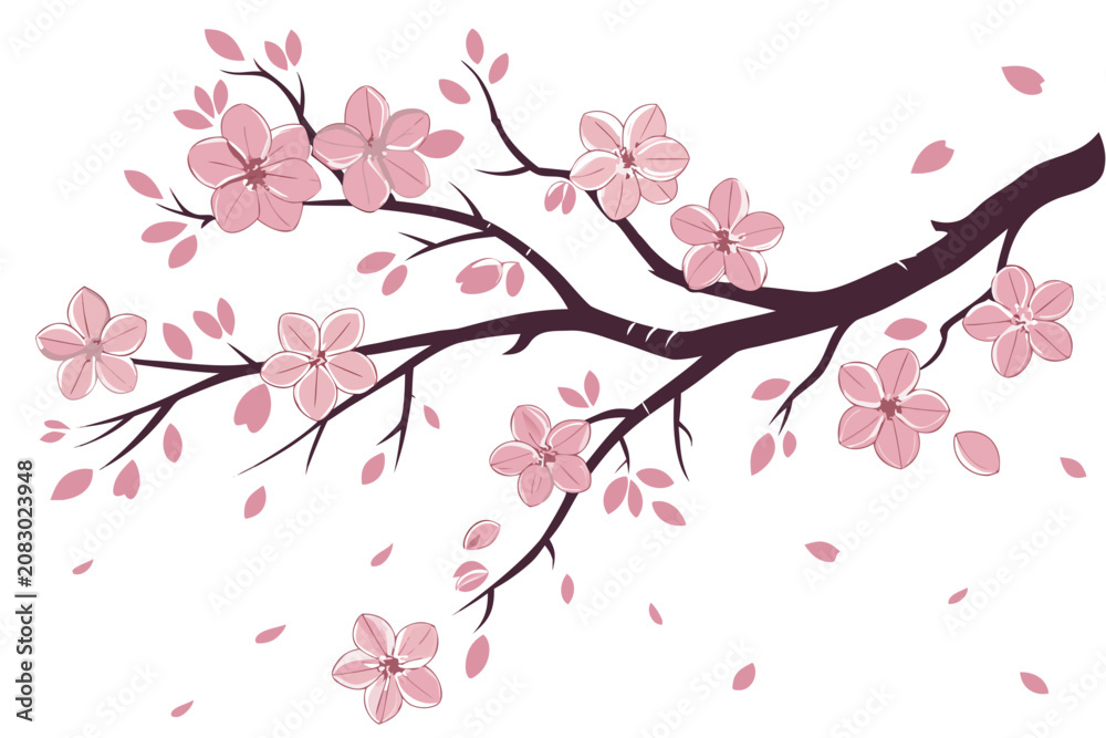 Fototapeta premium A blooming cherry blossom branch, delicate and airy, isolated on a white background.