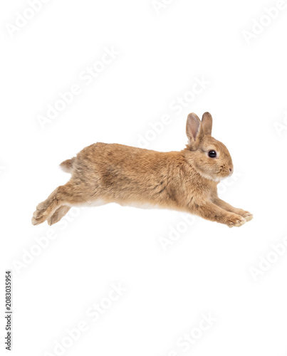 Domestic rabbit jumping isolated on white background, European brown hare leaping profile full body side view, Cottontail bunny running cutout PNG