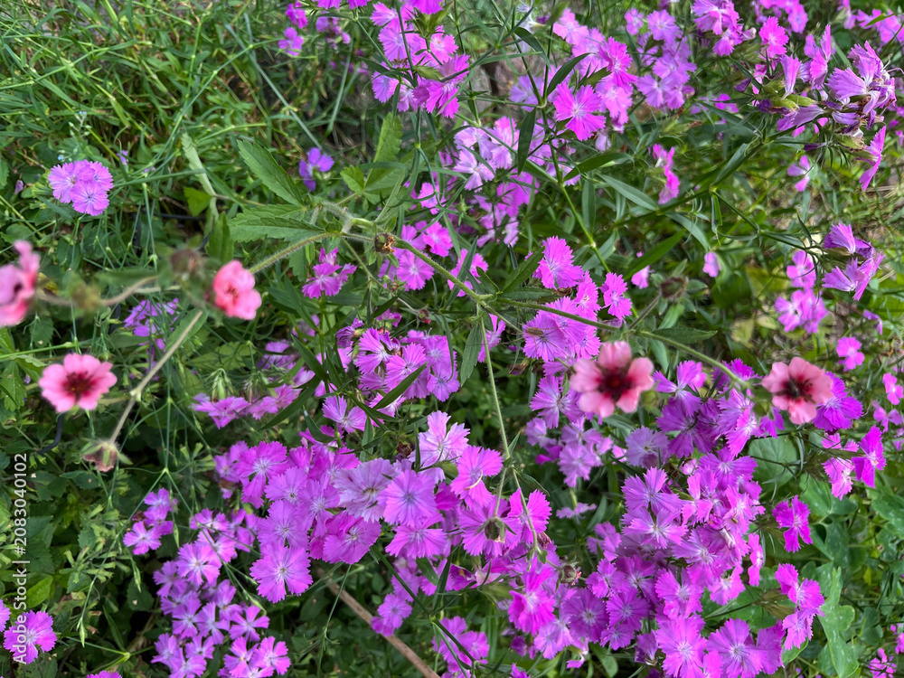 Obraz premium pink flowers in the garden