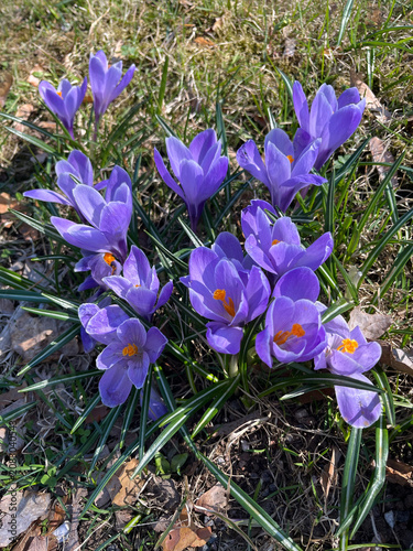 crocuses in the garden