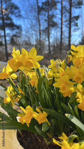 yellow daffodils in the garden