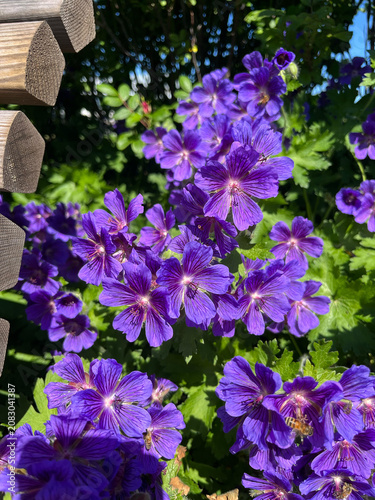 violet flowers in the garden