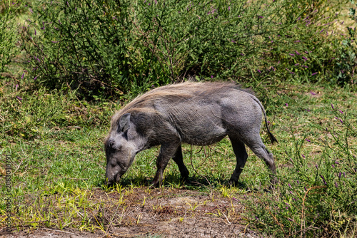 Arusha, Tanzania - 26 June 2026 - Warthog in the Manyara Lake National Park