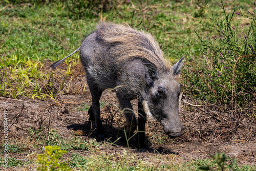 Arusha, Tanzania - 26 June 2026 - Warthog in the Manyara Lake National Park