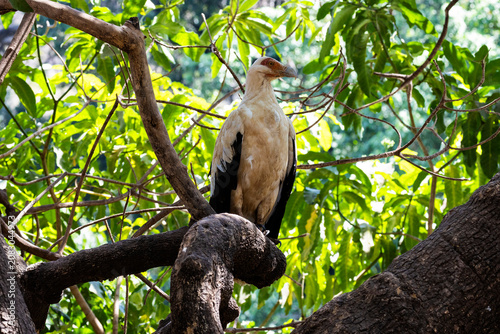 Arusha, Tanzania - 23 June 2026 - Palm Vulture in the Lake Manyara National Park