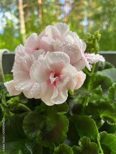 pink and white flowers