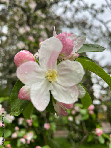 blooming apple tree