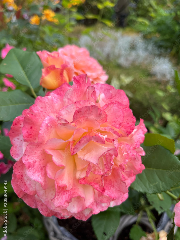 Fototapeta premium pink rose in garden