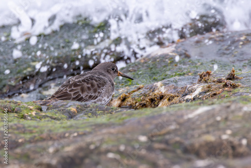 Canvas Print Purple sandpiper on coastal rocks