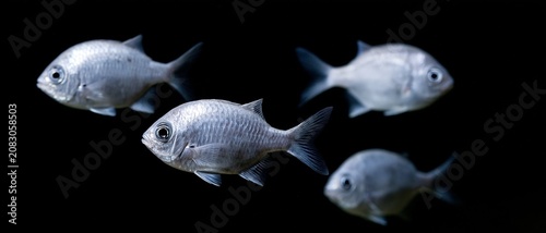 Silver fish swimming against black background in underwater close up scene