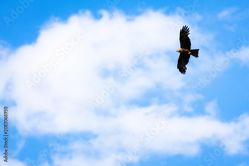 Cuadro en lienzo Golden light touches a circling raptor in a wide blue arena of drifting cloud