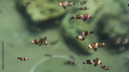 ocellaris clownfish or anemone fish swimming in water