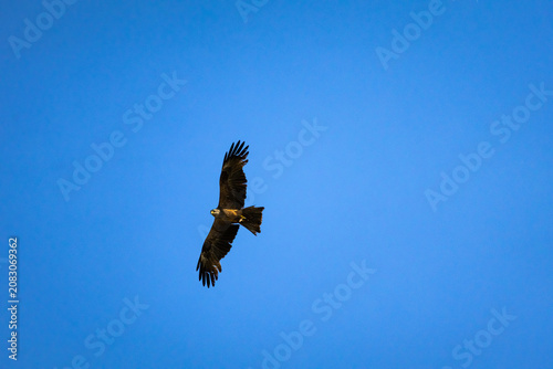 Konstfotografi Focused raptor soaring in daylight above a clear sky
