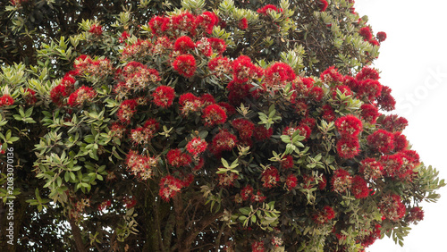 Konstfotografi Metrosideros excelsa in Full Bloom — New Zealand Christmas Tree Pōhutukawa Red F