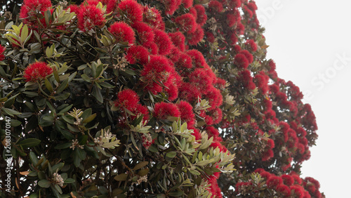 Fotografie Metrosideros excelsa in Full Bloom — New Zealand Christmas Tree Pōhutukawa Red F