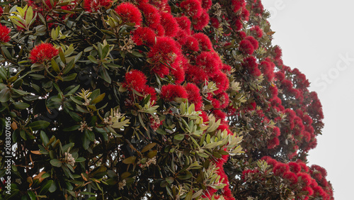 Konstfotografi Metrosideros excelsa in Full Bloom — New Zealand Christmas Tree Pōhutukawa Red F