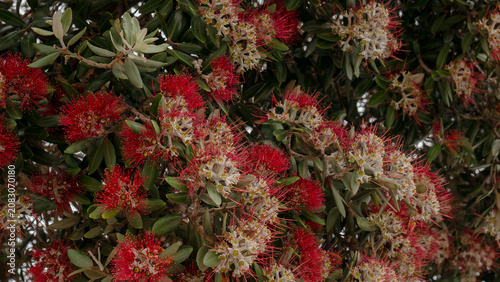 Fotografía Metrosideros excelsa in Full Bloom — New Zealand Christmas Tree Pōhutukawa Red F