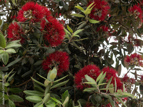 Фотография Metrosideros excelsa in Full Bloom — New Zealand Christmas Tree Pōhutukawa Red F