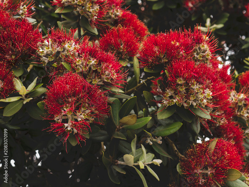Obraz na plátně Metrosideros excelsa in Full Bloom — New Zealand Christmas Tree Pōhutukawa Red F