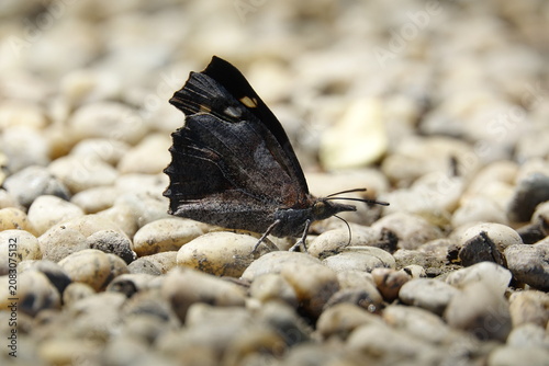 the very strange and distinctive looking European snout nosed butterfly (Libythea celtis)